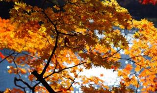 描写秋天的诗有哪些