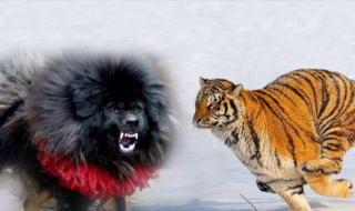 藏獒和老虎打架视频