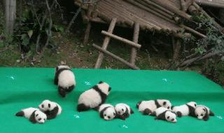 大熊猫走路是内八字吗