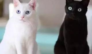 一只白猫和一只黑猫