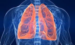 肺在人体的哪个位置图