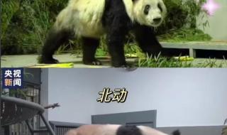 熊猫的智商相当人几岁