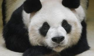 最长寿大熊猫去世