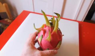 火龙果是仙人掌的果实
