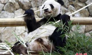 旅加大熊猫将返回中国