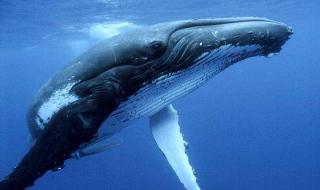 世界上最孤独的鲸去世