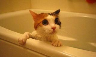 猫最多几天洗一次澡