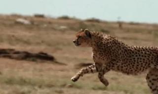 世界上跑得最快的动物前20名.