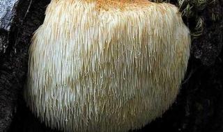 蘑菇的生长周期是多长时间