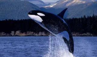 鲸是哺乳动物吗