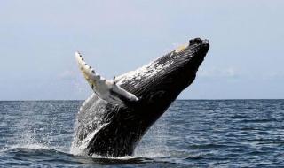 鲸鱼是唯一的鱼类哺乳动物吗