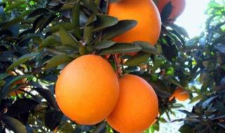 橙子成熟季节