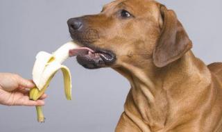 幼犬不能吃什么水果