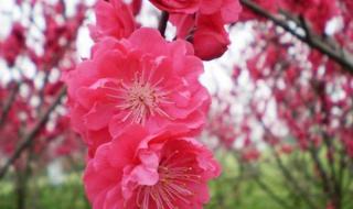 四季梅花有几种颜色
