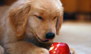 狗可以吃西红柿吗