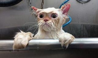 怎么给猫咪洗澡