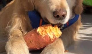 狗狗可以吃南瓜饭吗