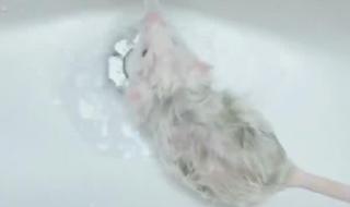 仓鼠会自己洗澡吗