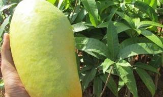 芒果种子怎么种成活率高
