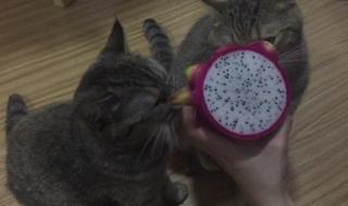 猫咪能吃红心火龙果吗