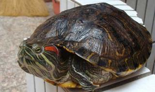 密西西比红耳龟的冬眠期是多长时间啊冬眠怎么不吃东西